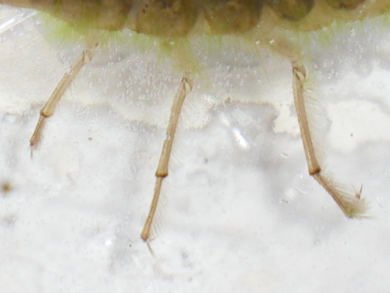 Larva di Dytiscidae da vicino